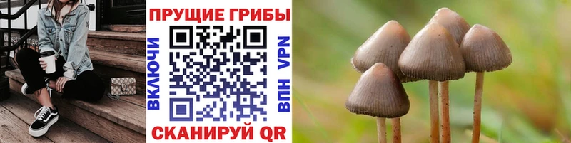 закладки  Куртамыш  Псилоцибиновые грибы Magic Shrooms 